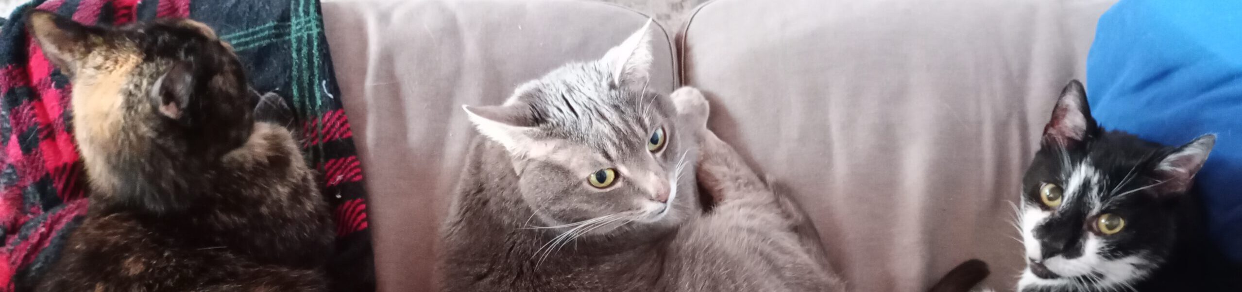 My Five Cats Magazin